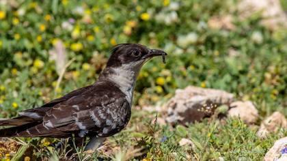 Tepeli guguk » Great Spotted Cuckoo » Clamator glandarius