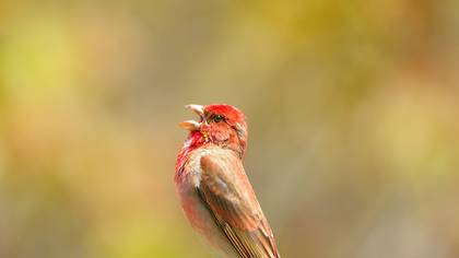 Çütre » Common Rosefinch » Carpodacus erythrinus