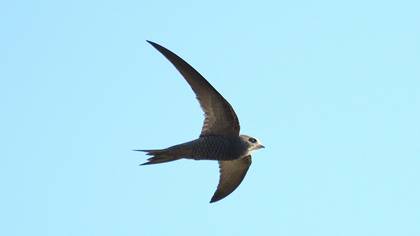 Boz ebabil » Pallid Swift » Apus pallidus