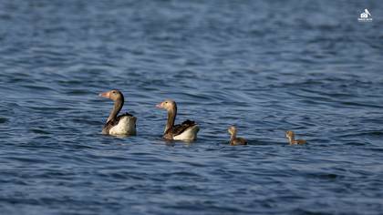 Boz kaz » Greylag Goose » Anser anser