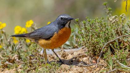 Taşbülbülü » White-throated Robin » Irania gutturalis
