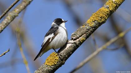 Halkalı sinekkapan » Collared Flycatcher » Ficedula albicollis
