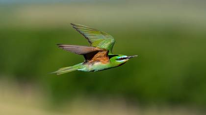 Yeşil arıkuşu » Blue-cheeked Bee-eater » Merops persicus