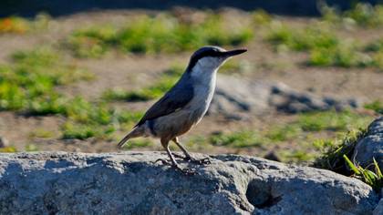 Western Rock Nuthatch