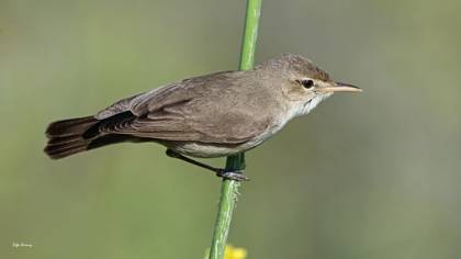 Ak mukallit » Eastern Olivaceous Warbler » Iduna pallida