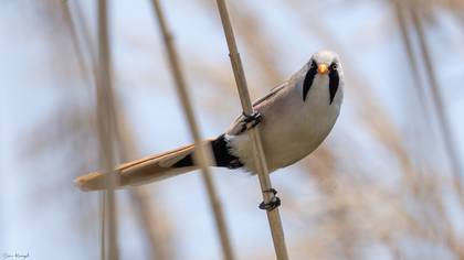 Bıyıklı baştankara » Bearded Reedling » Panurus biarmicus