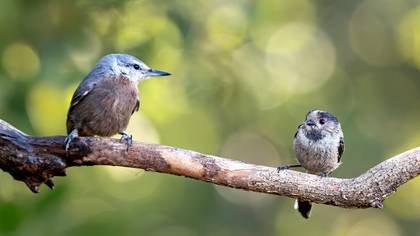 Anadolu sıvacısı » Krüper`s Nuthatch » Sitta krueperi