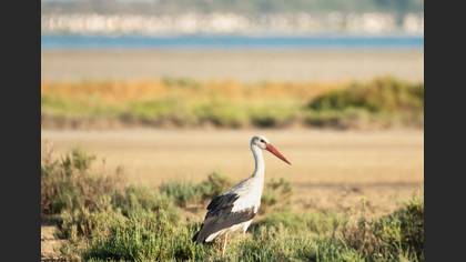 White Stork