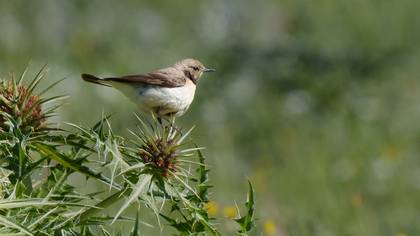 Kızılca kuyrukkakan » Red-tailed Wheatear » Oenanthe xanthoprymna