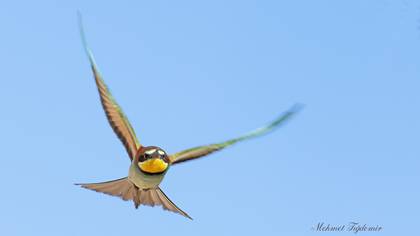 European Bee-eater