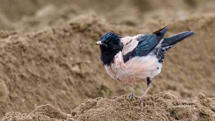 Alasığırcık » Rosy Starling » Pastor roseus