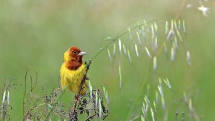 Kızılbaşlı kirazkuşu » Red-headed Bunting » Emberiza bruniceps
