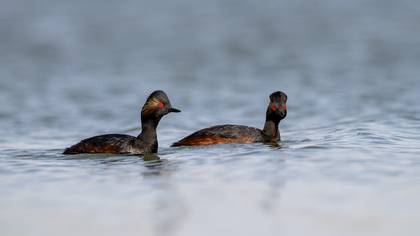 Karaboyunlu batağan » Black-necked Grebe » Podiceps nigricollis