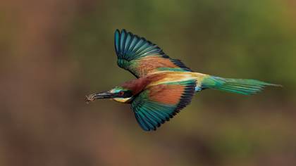 European Bee-eater
