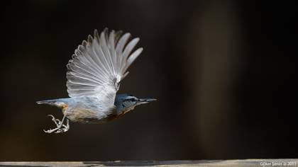 Anadolu sıvacısı » Krüper`s Nuthatch » Sitta krueperi