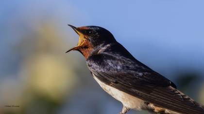 Kır kırlangıcı » Barn Swallow » Hirundo rustica
