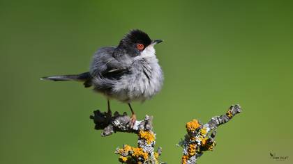 Maskeli ötleğen » Sardinian Warbler » Sylvia melanocephala