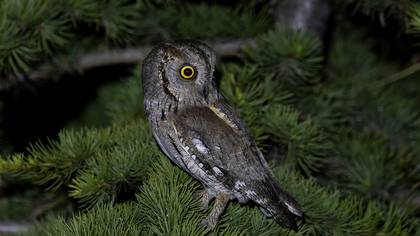 İshakkuşu » Eurasian Scops Owl » Otus scops