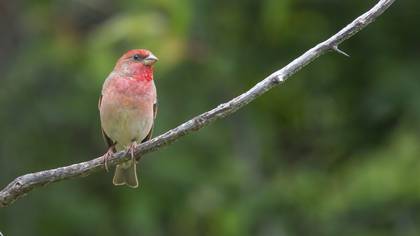 Çütre » Common Rosefinch » Carpodacus erythrinus