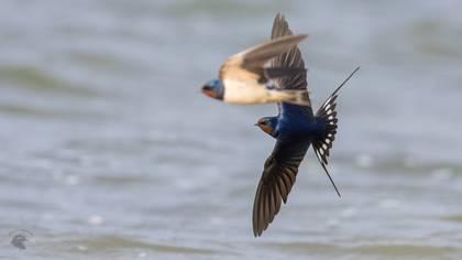 Kır kırlangıcı » Barn Swallow » Hirundo rustica