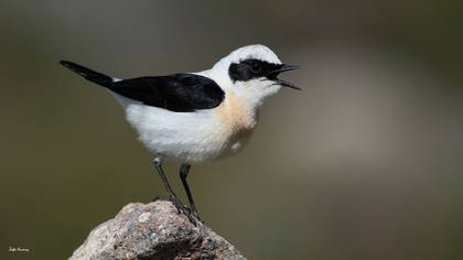 Karakulaklı kuyrukkakan » Black-eared Wheatear » Oenanthe melanoleuca