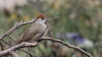 Karabaşlı ötleğen » Eurasian Blackcap » Sylvia atricapilla