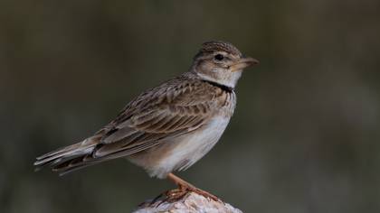 Boğmaklı toygar » Calandra Lark » Melanocorypha calandra
