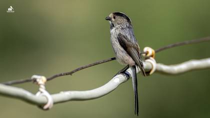 Uzunkuyruklu baştankara » Long-tailed Tit » Aegithalos caudatus