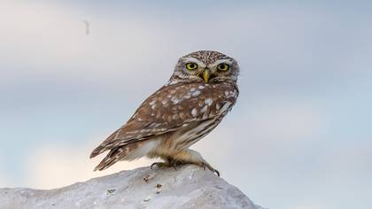 Kukumav » Little Owl » Athene noctua