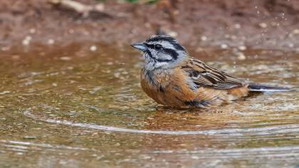 Kaya kirazkuşu » Rock Bunting » Emberiza cia