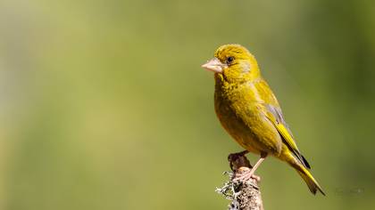 Florya » European Greenfinch » Chloris chloris