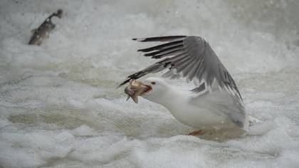 Van gölü martısı » Armenian Gull » Larus armenicus