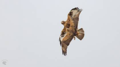 Kızıl şahin » Long-legged Buzzard » Buteo rufinus