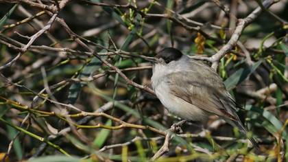 Karabaşlı ötleğen » Eurasian Blackcap » Sylvia atricapilla