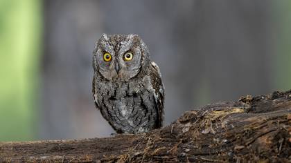 İshakkuşu » Eurasian Scops Owl » Otus scops