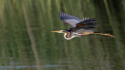 Erguvani balıkçıl » Purple Heron » Ardea purpurea