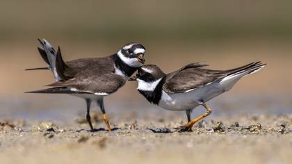 Halkalı cılıbıt » Common Ringed Plover » Charadrius hiaticula