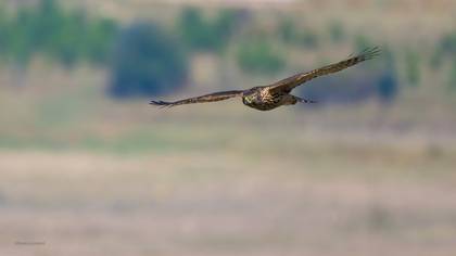 Çakır » Northern Goshawk » Astur gentilis