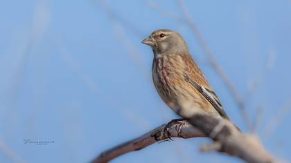 Ketenkuşu » Common Linnet » Linaria cannabina