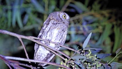 İshakkuşu » Eurasian Scops Owl » Otus scops