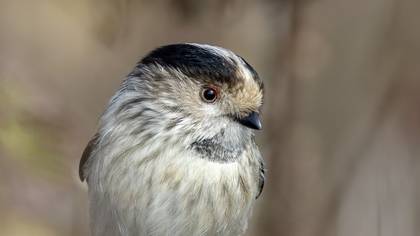 Uzunkuyruklu baştankara » Long-tailed Tit » Aegithalos caudatus