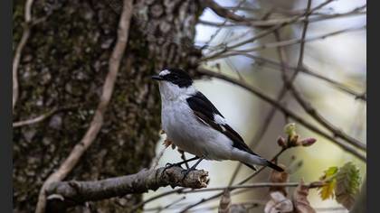 Collared Flycatcher