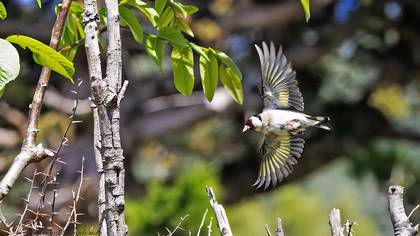 Saka » European Goldfinch » Carduelis carduelis