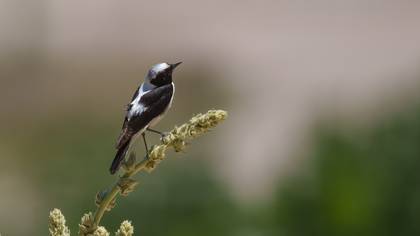 Finsch`s Wheatear