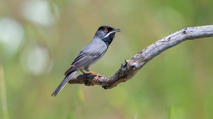 Rüppell`s Warbler