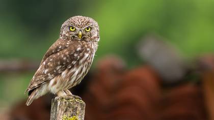 Kukumav » Little Owl » Athene noctua