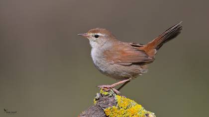 Cetti`s Warbler