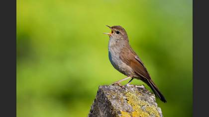 Cetti`s Warbler