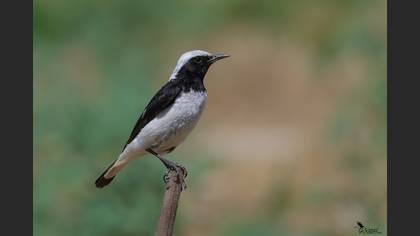 Finsch`s Wheatear