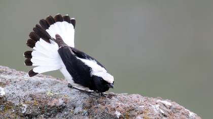 Finsch`s Wheatear